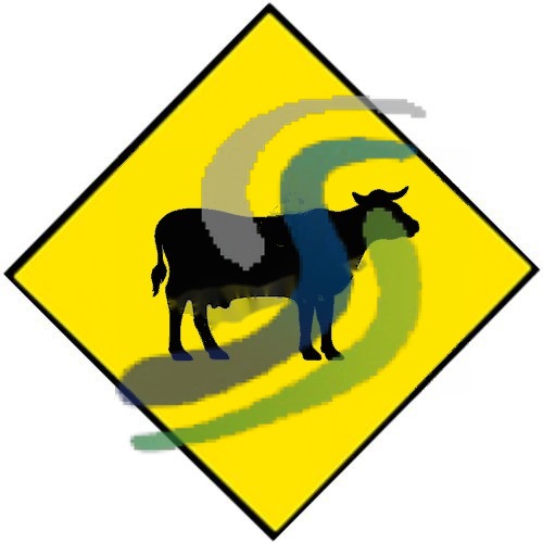 Cattle on Road